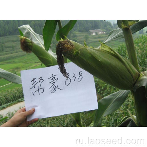 Высококачественные семена кукурузы по низким ценам